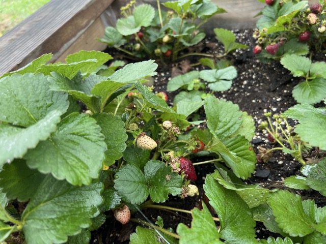 Strawberry plant fruiting during the previous season