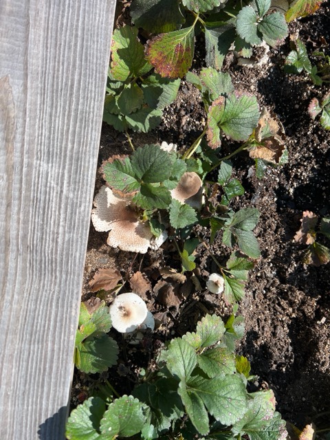Mushrooms appearing in the strawberry patch during the previous season