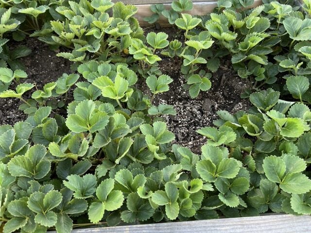 Thriving strawberry plants August 2025