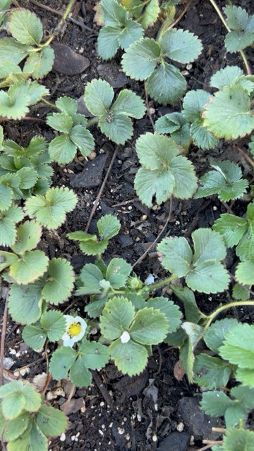 Strawberry bed after cleanup with dead growth removed