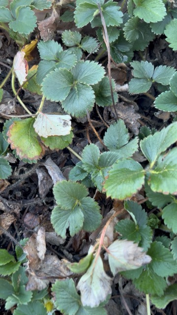 Strawberry bed before cleanup with dead leaves and old growth still in place